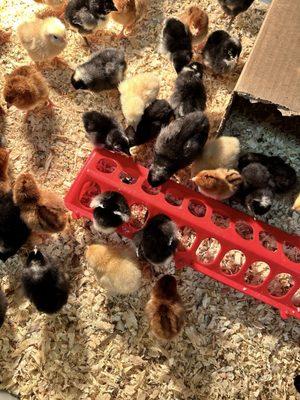 Chicks are here in the spring! March-April 2024... hopefully we can extend the season next year!