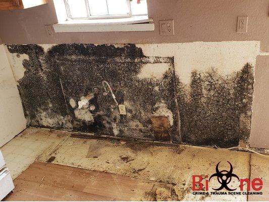 MOLD REMEDIATION SERVICE - call 520-771-5960 to schedule your free estimate today!