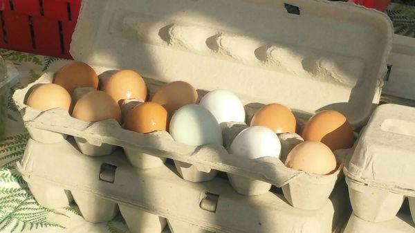 Farm to table, free range eggs, $6/dozen