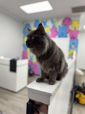 Maine Coon cat after bath and blow dry. He's growing was the last pet left and loved roaming the lobby (yes I gave permission)