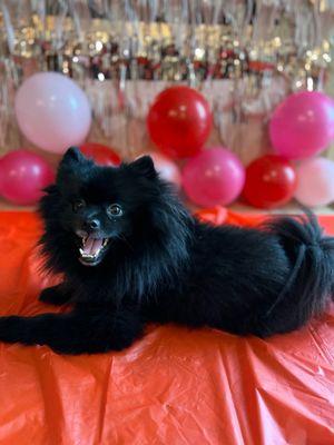 Male Pomeranian