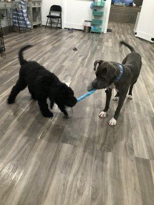 Boarding with a buddy!