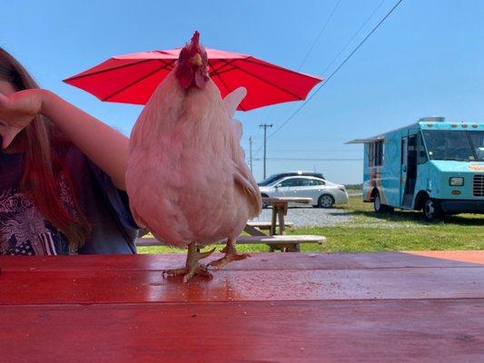 Friendly chicken