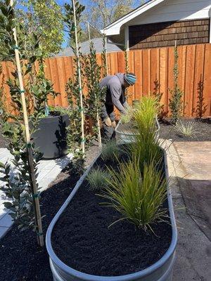 planting screenings between my yard amd the main house