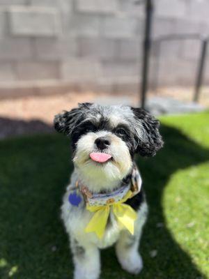 Dog Beauty Parlor