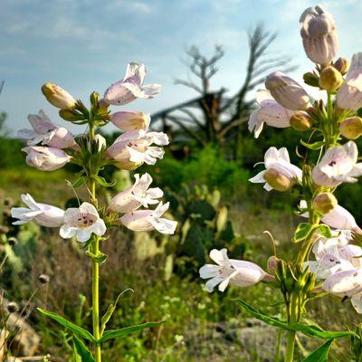 Wildflowers by the Nest!