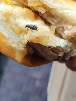 A BUG FOUND IN MY SANDWHICH!!!