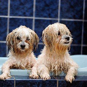 Let us handle the bathing/grooming for you!