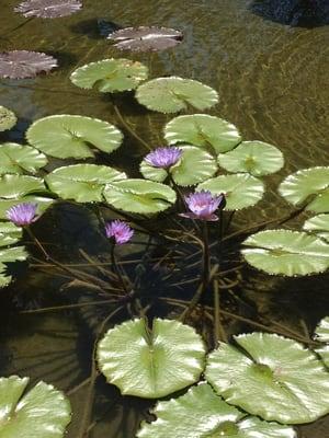 Lovely pond with koi and little fish, lots of different Lilly pads.