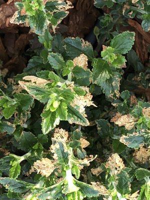 these bugs in Bee Green mulch eat all the delicate leaves and flowers