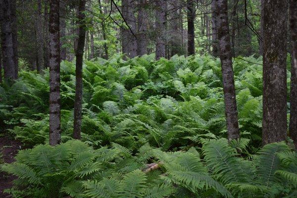 The woods are lovely dark and deep, and the Brule's so nice it'll make you weep. -Bobby Frost