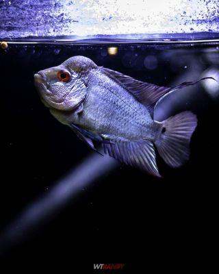 Thai Silk Flowerhorn