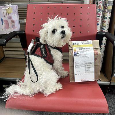 Dr. Smallz, my medical alert service dog  is in charge of watching all prescriptions!