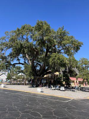 700 year old Oak