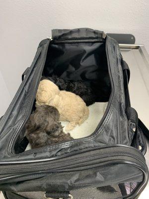 Puppies resting and awaiting the vet visit