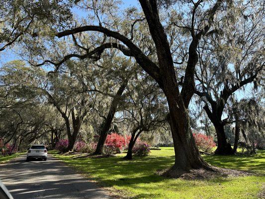 Magnolia Plantation & Gardens