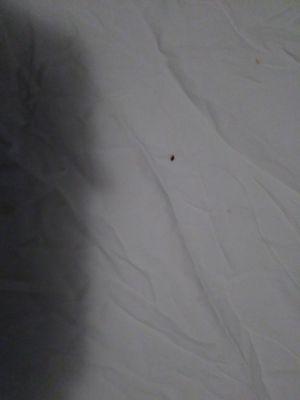 What you'll find at 2135 E. 3rd St. Bed bugs!!! Remco rents apartments knowing there infested. Drew Baker is a liar and thief!!!