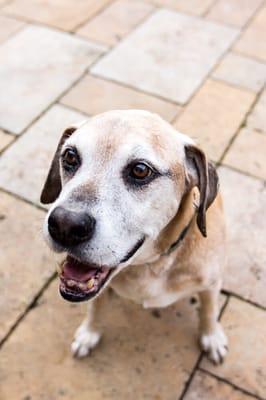 Carolina Animal Hospital of Creedmoor