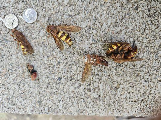 cicada killers and a velvet ant