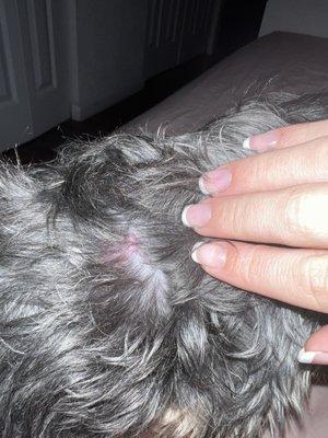 La peor compañía para grooming, mi perrita salio de ahi llena de ronchas,