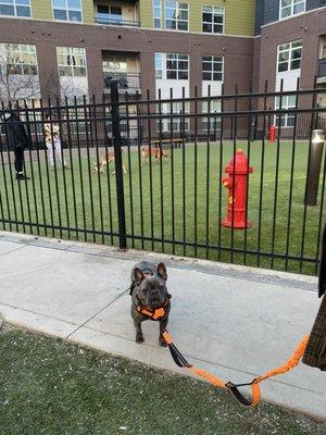 Earl is no longer leash reactive with other dogs and demonstrates how he can ignore dogs playing behind him in a loose lead.