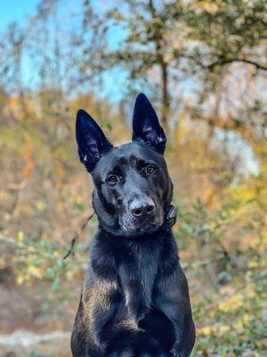 Patriot Dog Training