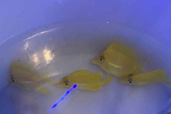 Biota captive bred Yellow tang