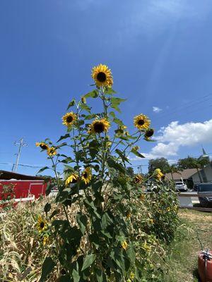 Sweetwater Organic Community Farm