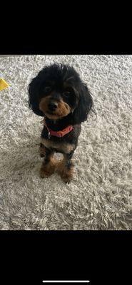 Ari (Cavapoo)