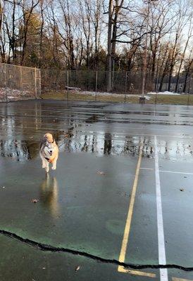 My dog running inside of the dual tennis court that is fenced in.