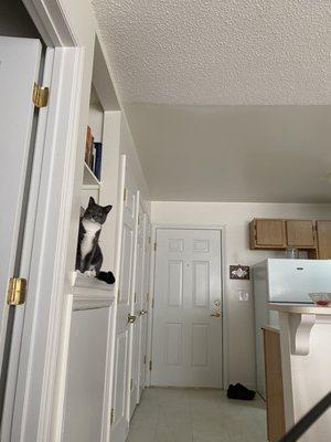 Smokey has discovered the built in bookshelves.