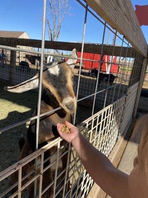 Feeding a baby goat