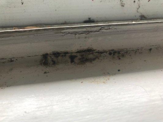 one picture of the mold growing in our windows and in the toilet