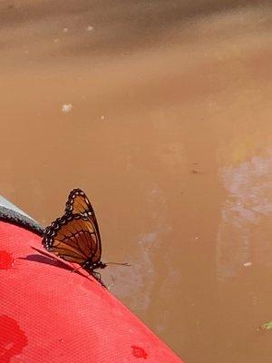 monarch hitching a ride.