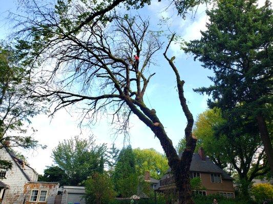 Removing large trees