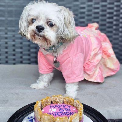 Our little Marnie celebrated her 15th birthday with a cake from Pawtriotic Dog Bakery! It was a hit!