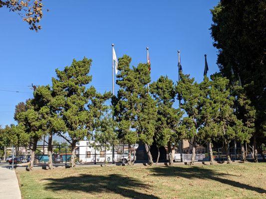 Flags behind trees