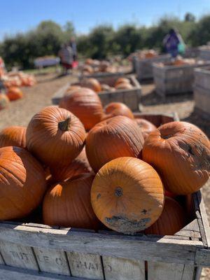 If you don't want to venture into the pumpkin patch, they have pumpkins already picked for you