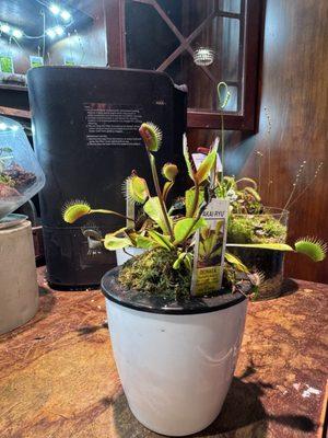 VENUS FLY TRAP