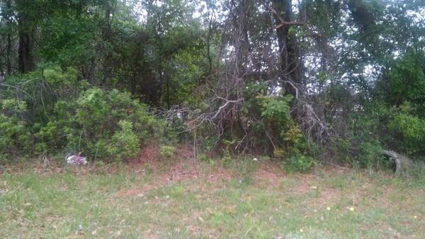 Examples of incompetence with inspecting and maintaining our neighborhood. Overgrown shrubs & trees.