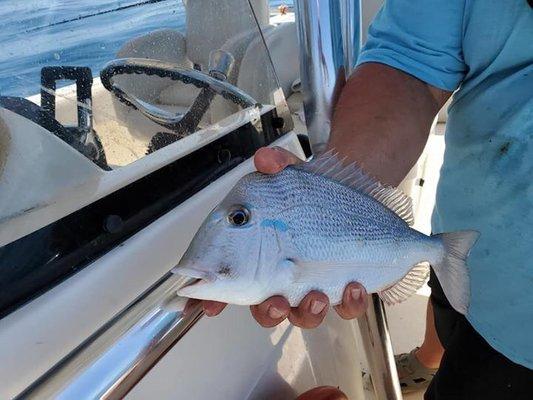 Huge porgy