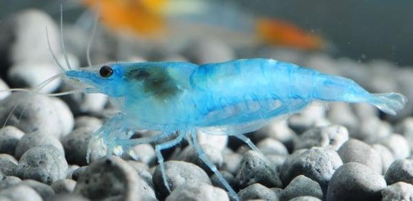 Blue Velvet Shrimp