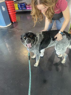 Post bath pets from the staff! Happiest boy!