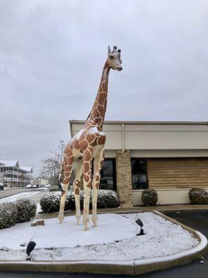 Giraffe outside of LaserLite