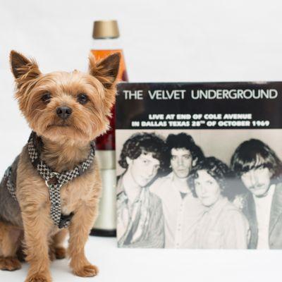 Atticus showing off the latest Velvet Underground record.