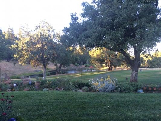 Back yard and pond