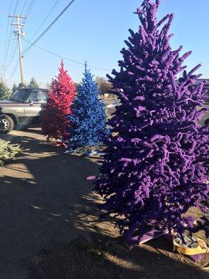 Colorful flocking, along with traditional white.