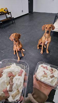 Pups waiting for their pup cups