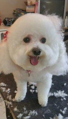 The Beautiful Rosie, Bichon, always looking good!