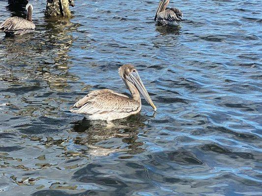 Pelicans!